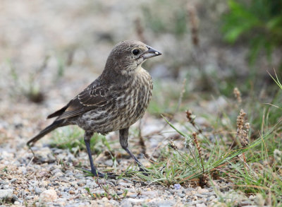 Brown-headed Cowbird - Molothrus ater (immature)