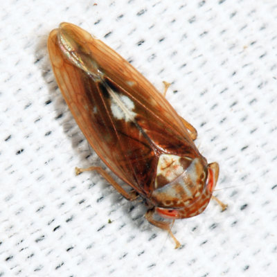 Eutettix borealis