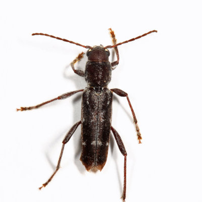 Arrowhead Borer - Xylotrechus sagittatus