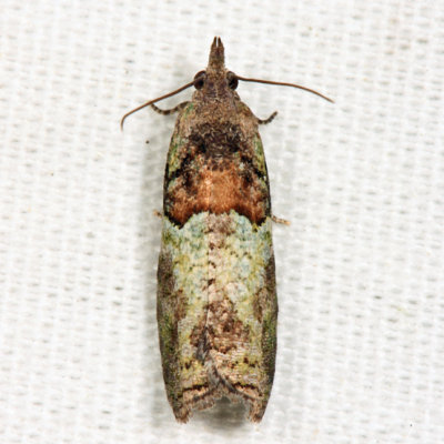 3286 - Raspberry Leaf-roller Moth - Epinotia medioviridana