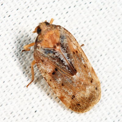 Cixidia septentrionalis