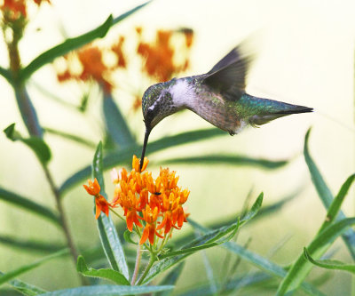 Ruby-throated Hummingbird - Archilochus colubris