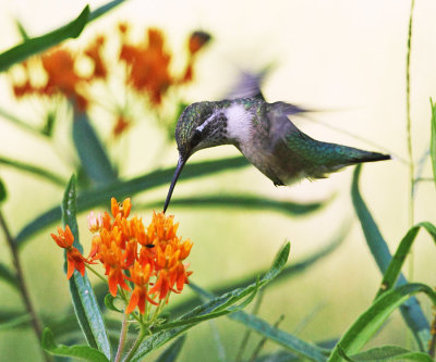 Ruby-throated Hummingbird - Archilochus colubris