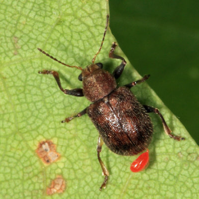 Xanthonia decemnotata