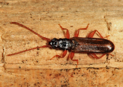 Dendrophagus cygnaei