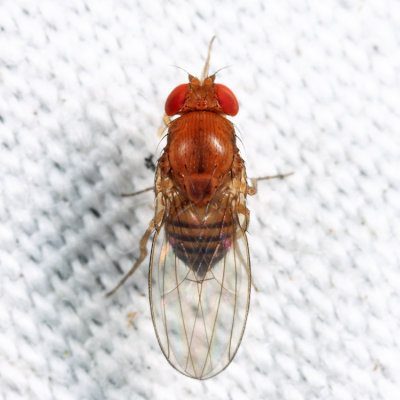 Drosophila sp.