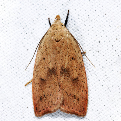 0951 - Gold-striped Leaftier - Machimia tentoriferella