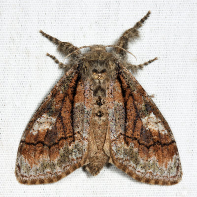 8302 - Streaked Tussock Moth - Dasychira obliquata