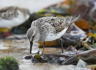 White-rumped Sandpiper - Calidris fuscicollis