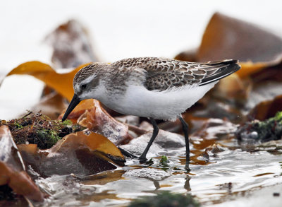 Semipalmated Sandpiper - Calidris pusilla