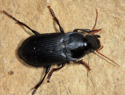 Murky Ground Beetle - Harpalus caliginosus