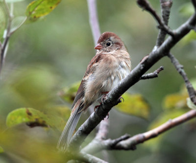 Field Sparrow - Spizella pusilla