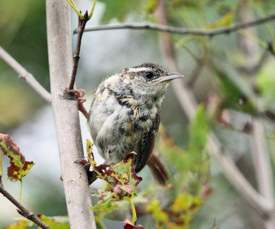 Carolina Wren - Thryothorus ludovicianus