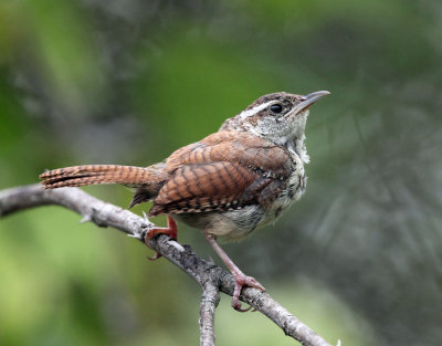 Carolina Wren - Thryothorus ludovicianus