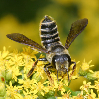 Megachile frugalis