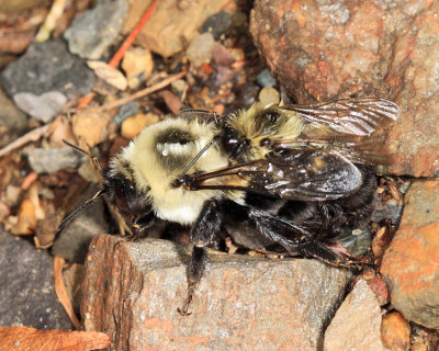 Common Eastern Bumble Bee - Bombus impatiens