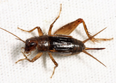 Carolina Ground Cricket - Eunemobius carolinus