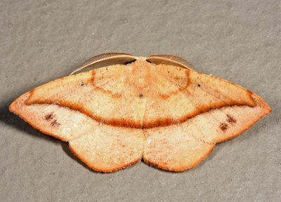 6974  Juniper-twig Geometer  Patalene olyzonaria