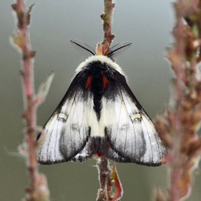 7732 - New England Buck Moth - Hemileuca lucina