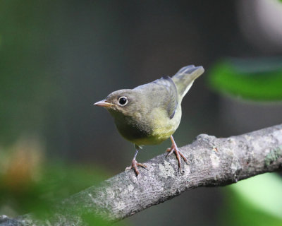 Warblers - genus Oporornis