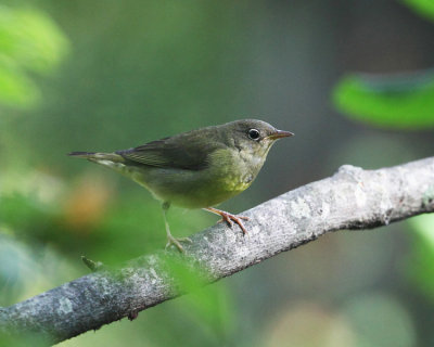 Connecticut Warbler - Oporornis agilis