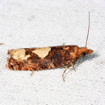 3280 - Birch Epinotia Moth - Epinotia trigonella