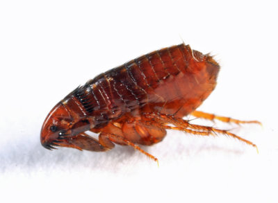 Cat Flea - Ctenocephalides felis