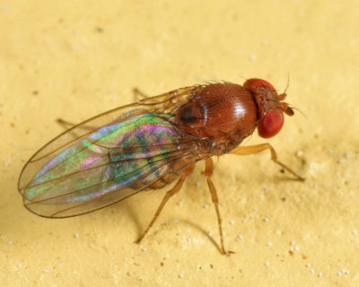Drosophila suzukii (female)