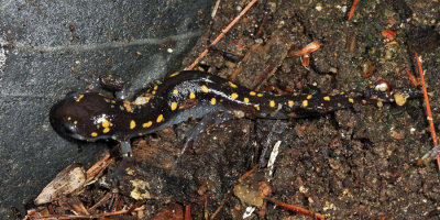 Spotted Salamander - Ambystoma maculatum