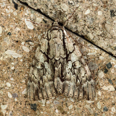 8788 – Yellow-gray Underwing Moth – Catocala retecta