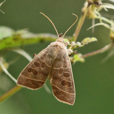 9555 - Even-lined Sallow - Ipimorpha pleonectusa