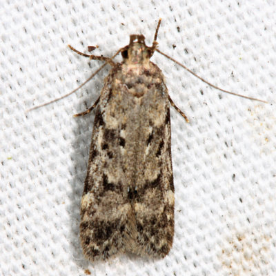  2099 – Boxelder Leafworm Moth – Chionodes obscurusella (probably)