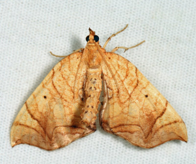 7197 - Greater Grapevine Looper - Eulithis gracilineata