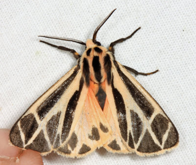 8169 - Harnessed Tiger Moth - Apantesis phalerata