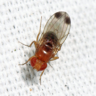 Spotted-winged Drosophila - Drosophila suzukii