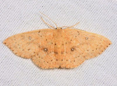 7136 – Packard's Wave Moth – Cyclophora packardi