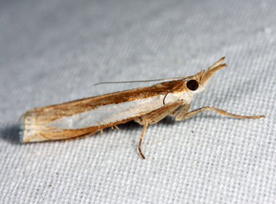  5357 – Leach's Grass-veneer Moth – Crambus leachellus