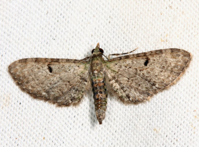 7474 – Common Eupithecia Moth – Eupithecia miserulata