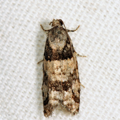 3269 - Red-striped Needleworm Moth - Epinotia radicana