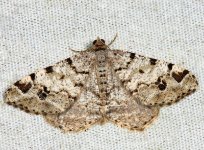 6343 – Six-spotted Angle Moth – Macaria sexmaculata