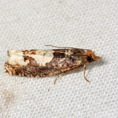3280 – Birch Epinotia Moth – Epinotia trigonella
