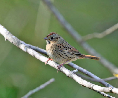 Lincoln's Sparrow - Melospiza lincolnii