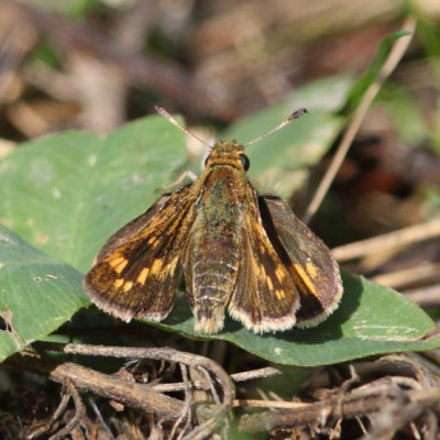 Peck's Skipper - Polites peckius