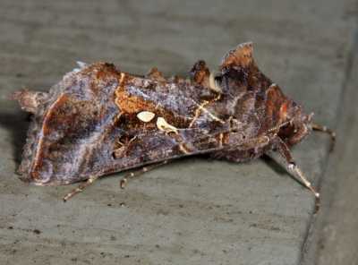  8890 – Soybean Looper Moth – Chrysodeixis includens
