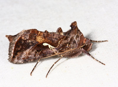  8908 – Common Looper Moth – Autographa precationis