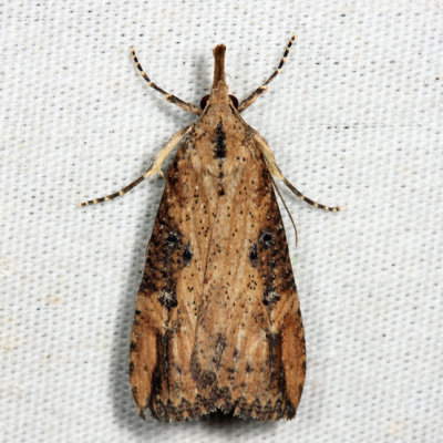 8461 - Hop-vine Moth - Hypena humuli