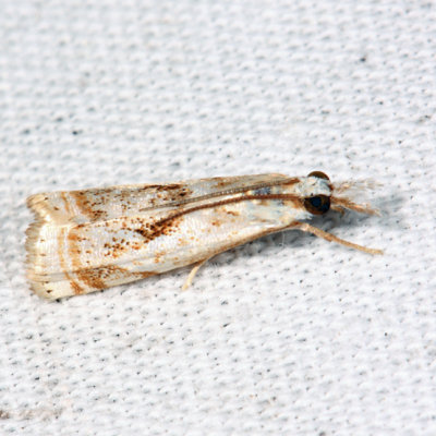 5420 - Elegant Grass-veneer Moth - Microcrambus elegans