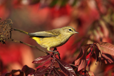 Palm Warbler - Setophaga palmarum