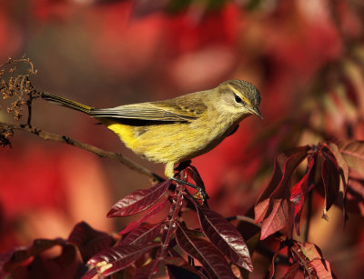 Palm Warbler - Setophaga palmarum