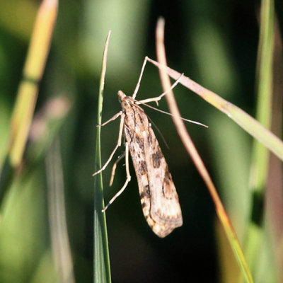 5156 - Lucerne Moth - Nomophila nearctica, Groton